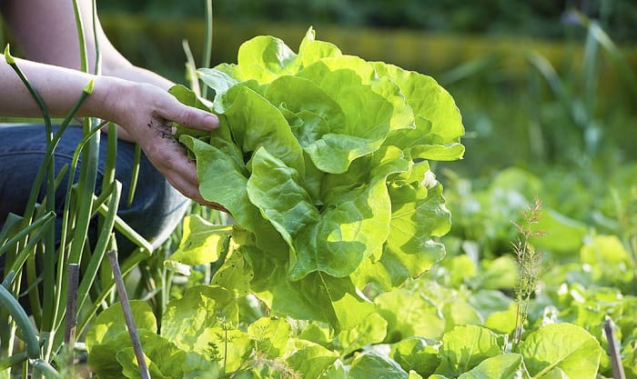 how to harvest lettuce so it keeps growing