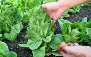 pick-lettuce-so-it-grows-back