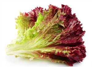 pick-lettuce-to-keep-it-growing