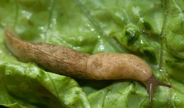 are slugs good for gardens