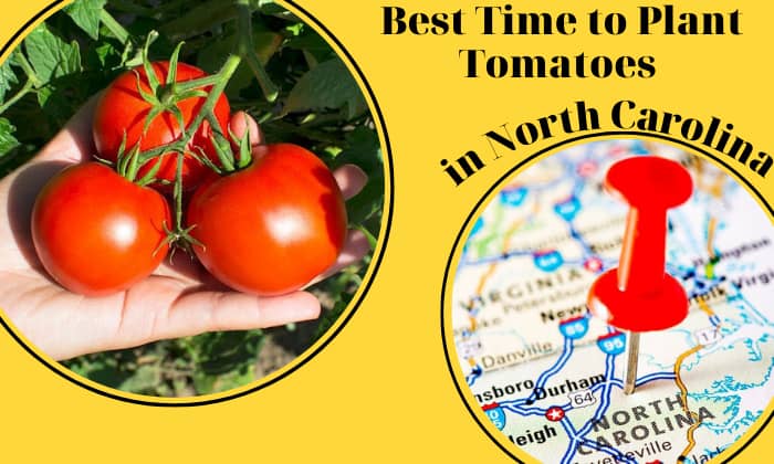 best time to plant tomatoes in north carolina
