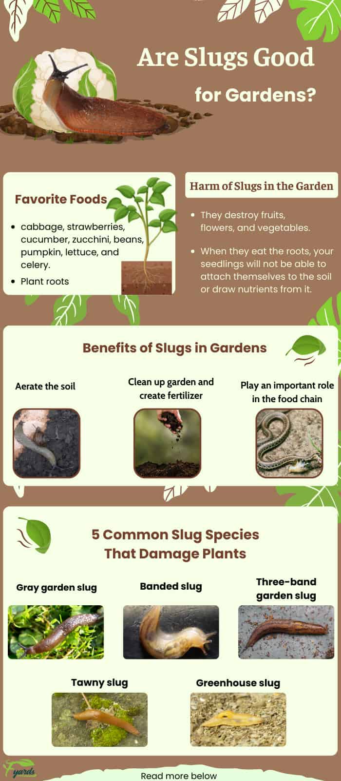 garden-slugs-harmful