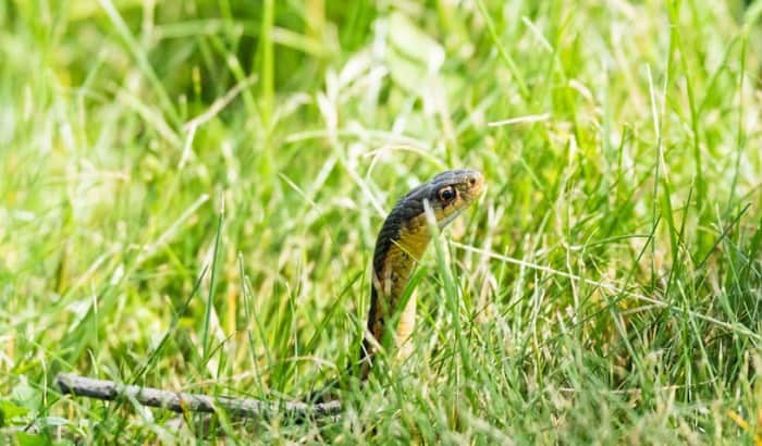 garter-snake-infestation