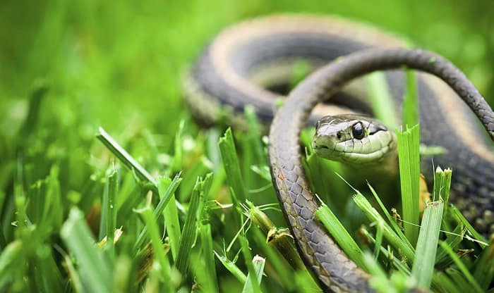get-rid-of-garter-snakes-in-my-garden