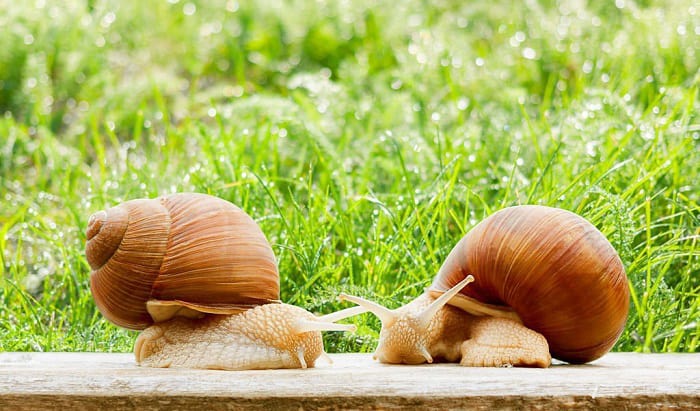 how long do garden snails live