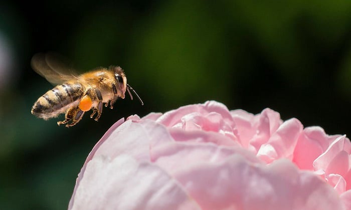 how to attract bees to your garden