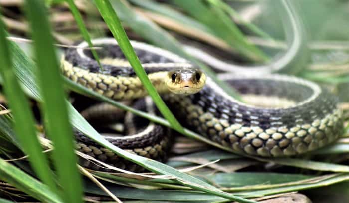 how to get rid of garter snakes without killing them