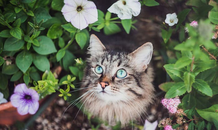 How To Keep Cats Out Of Your Garden, What Will Keep Cats Out Of My Flower Garden