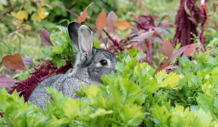 how to keep rabbits out-of garden without a fence