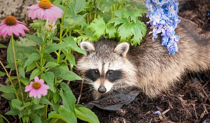 how to keep raccoons from digging up plants
