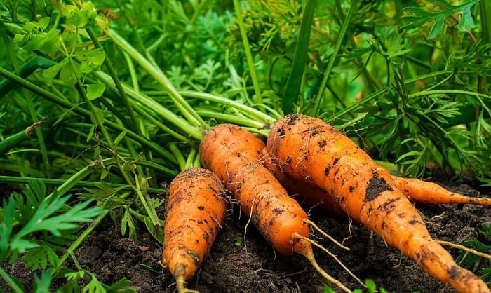 how to store carrots from the garden
