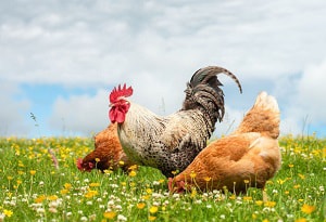 keeping-chickens-out-of-flower-beds