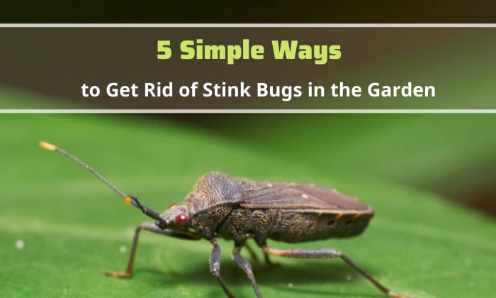 kill-stink-bugs