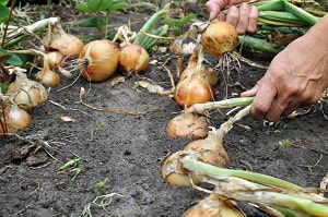 onions-ready-to-harvest