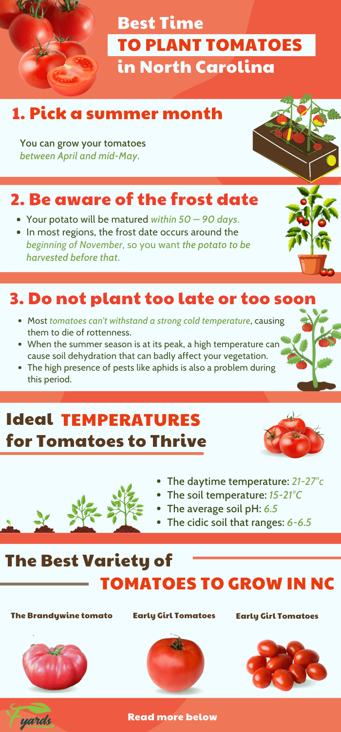 plant-tomatoes-in-North-Carolina