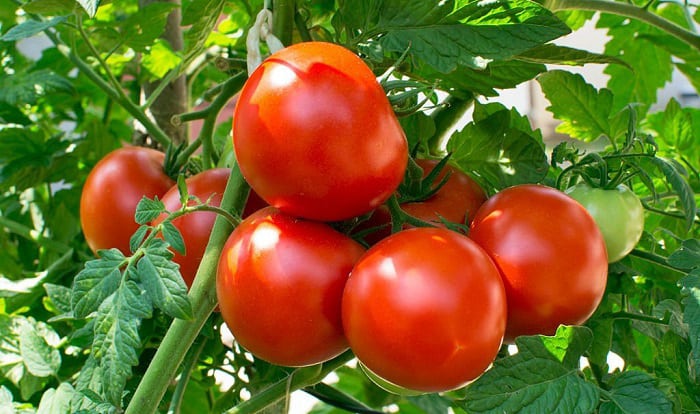 plant-tomatoes-in-nc