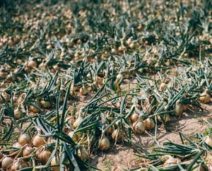 pull-onions