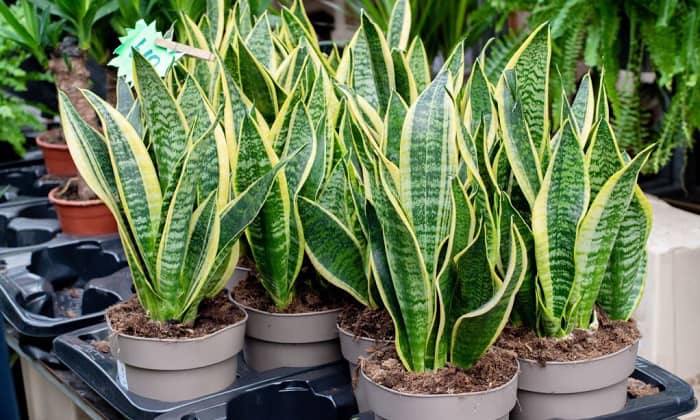 signs-to-repot-snake-plant