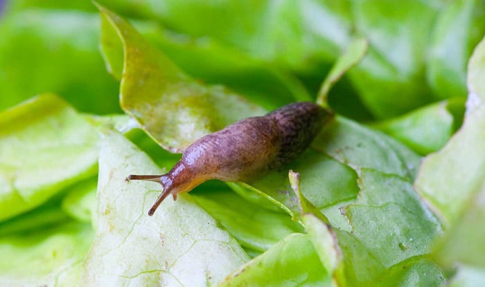 slugs-eating-plants