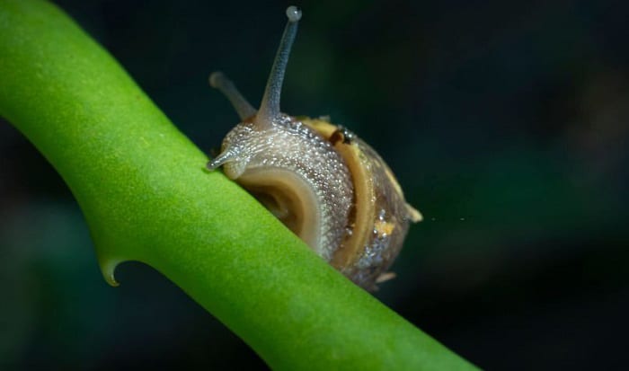 snail-life-expectancy