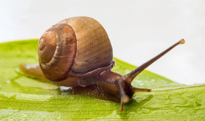 What is the Average Life Span of a Snail 