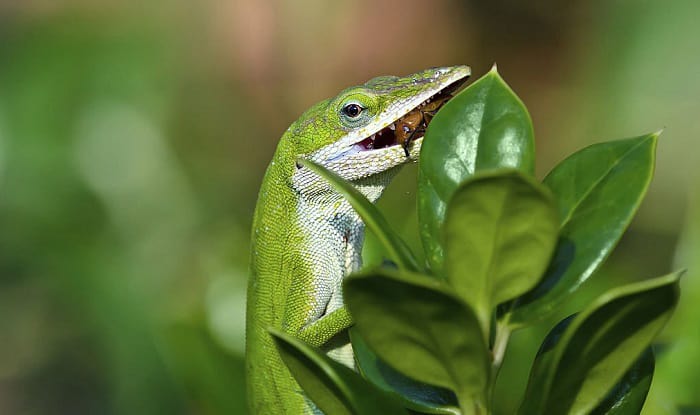 what do garden lizards eat