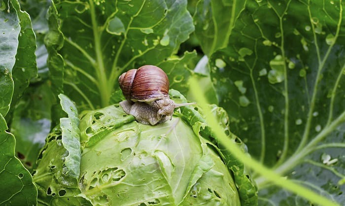 what-to-feed-garden-snails