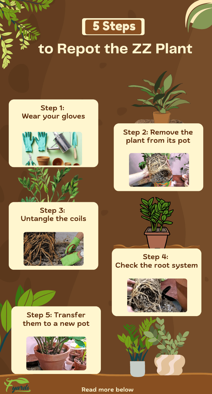 5-steps-to-repot-the-zz-plant