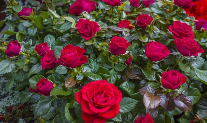 best-month-to-plant-roses