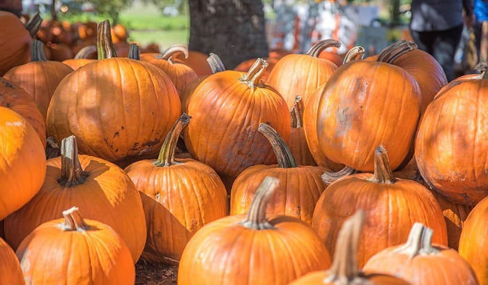 can-you-plant-pumpkins-in-october
