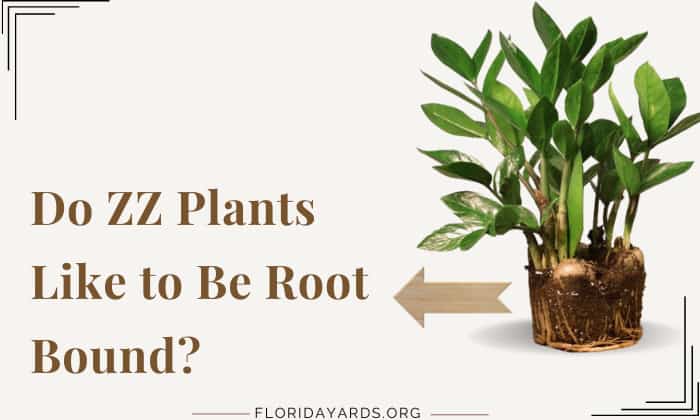 do zz plants like to be root bound