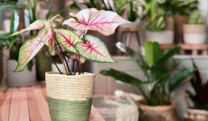 how-long-for-caladium-bulbs-to-sprout