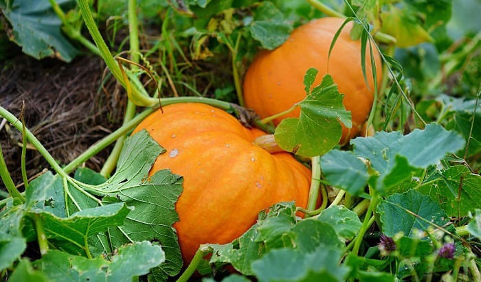 plant-pumpkins-in-nc