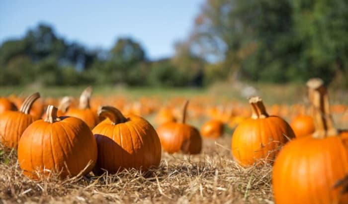 pumpkin-planting-season