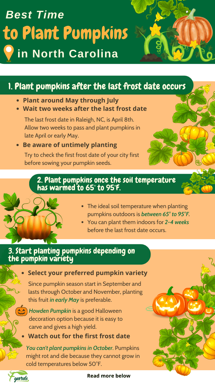 When to plant pumpkins for halloween