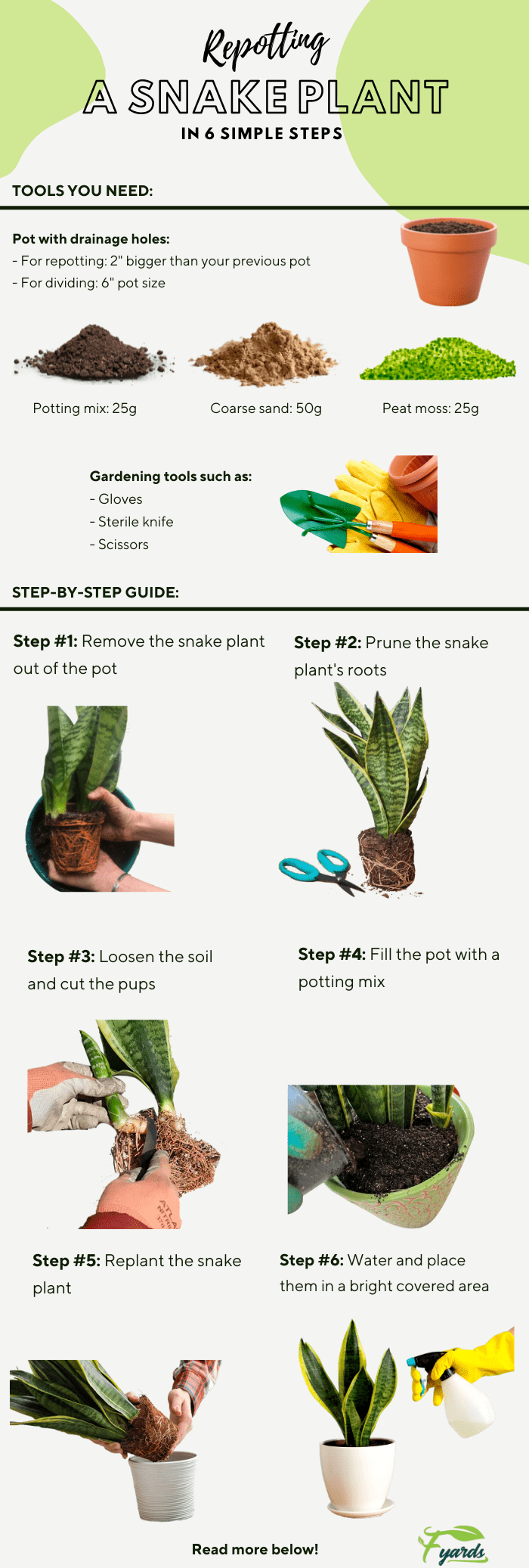 repot-a-snake-plant-without-killing-it