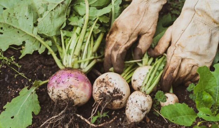 turnips-for-deer-food-plots