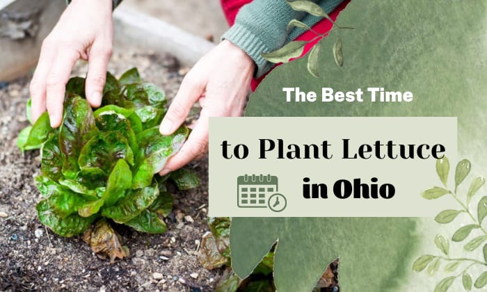 when is the best time to plant lettuce in ohio