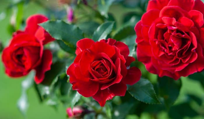 when is the best time to plant roses