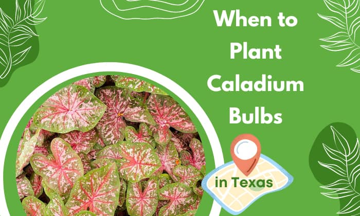 when to plant caladium bulbs in texas