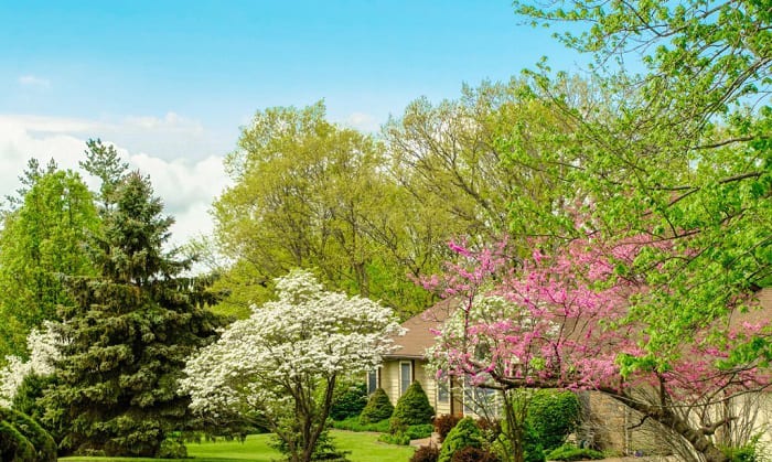 when to plant dogwood trees in north carolina