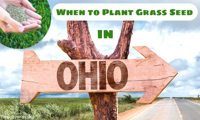 when to plant grass seed in ohio