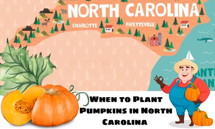 when to plant pumpkins in north carolina