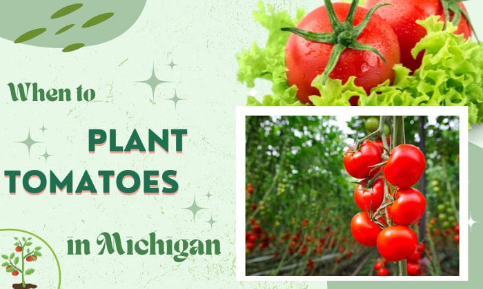 when to plant tomatoes in michigan