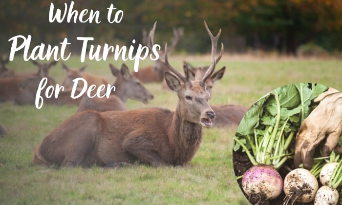 when to plant turnips for deer