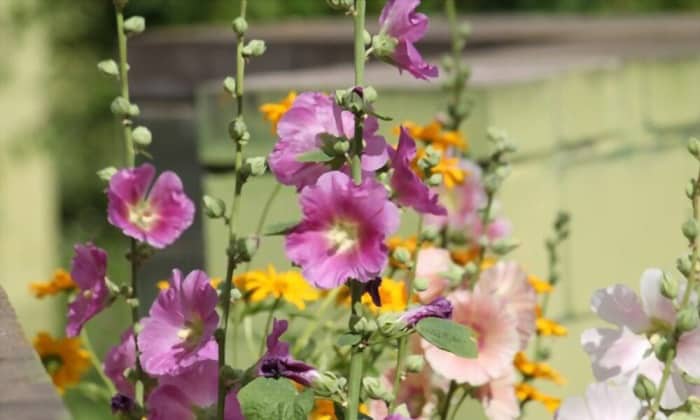 best-time-to-plant-hollyhocks