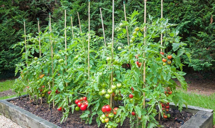 best-tomatoes-to-grow-in-seattle