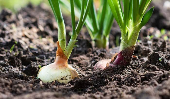 grow-onions-from-seed