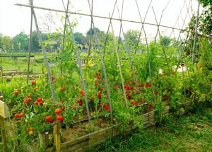 grow-tomatoes-in-seattle