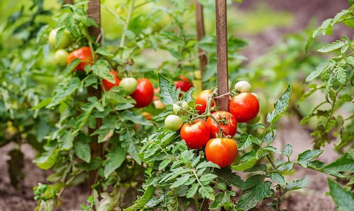 growing-tomatoes-in-georgia